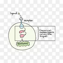 细胞内信号转导细胞生物学