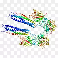 纤维蛋白原α链蛋白血小板生成素分子链演绎