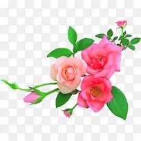 花园玫瑰花卉艺术设计-花卉
