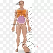 人体解剖学与生理学人体解剖学术语脚掌