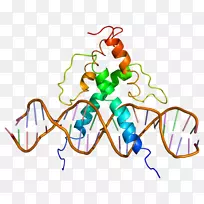 USF 1碱性螺旋环螺旋转录因子基因usf 2-亮氨酸拉链