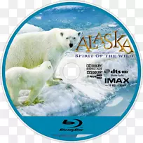 北极熊蓝光盘09738极地冰帽北极熊