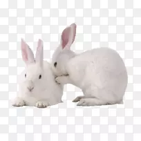 新西兰白兔，家养兔，欧洲兔-兔