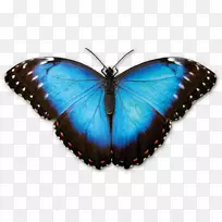 毛茸茸的蝴蝶，长满翅膀的蝴蝶，加拿大自然博物馆的蝴蝶