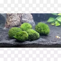 Marimo水族馆绿藻水生植物.ALGE