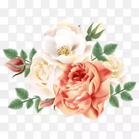 花园玫瑰，卷心菜，静物：粉色玫瑰，剪贴画-花