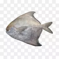 鱼鱼糜(Pampus Argenteus Pomfret Al Noor)出口鱼类