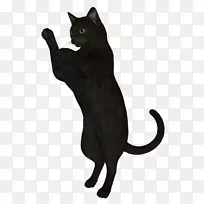 黑猫孟买猫科拉特哈瓦那棕榈猫-小猫