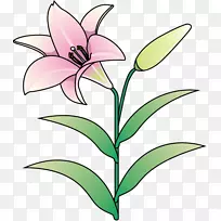 花卉设计百合切花植物茎花
