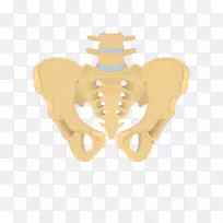 髋骨尾骨骶骨解剖