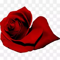 花园玫瑰红色剪贴画-玫瑰