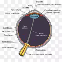 人眼图解剖视觉知觉-眼睛