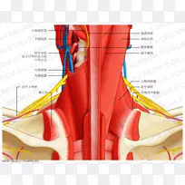 颈、头、颈后三角解剖人体血管