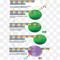 端粒基因表达端粒酶细胞-Walgreens