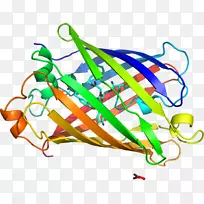 F1脂钙蛋白变应原序列剪辑艺术