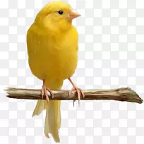 家养金丝雀黄色金丝雀色鸟