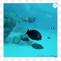 潜水珊瑚礁鱼水下海-海