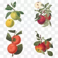 巴巴多斯樱桃植物学插图画苹果