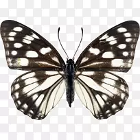 帝王蝶，毛茸茸的蝴蝶，有翅膀的蝴蝶-蝴蝶