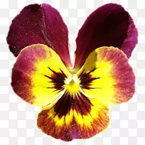 潘西紫花瓣花紫罗兰