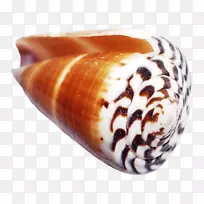 海贝壳概念计算机图标.海贝壳