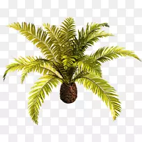 槟榔科椰子树剪贴画-帕默拉斯