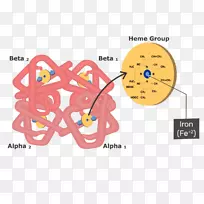 血红蛋白肌红蛋白结构红细胞分子-分子图