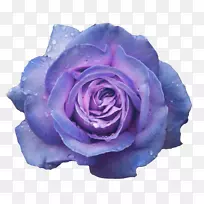 花园玫瑰，蓝玫瑰，卷心菜，桌面壁纸，花-花