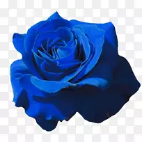 花园玫瑰蓝色玫瑰花瓣黑色玫瑰-玫瑰