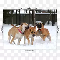 斗牛犬品种古老的英国斗牛犬boerboel-ava