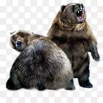 阿拉斯加半岛棕熊大熊猫网络熊