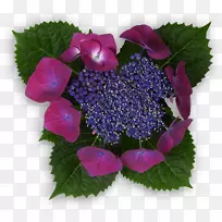 绣球紫丁香花瓣紫罗兰