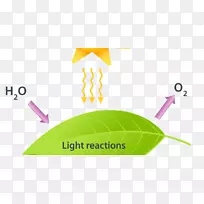 光合作用c3固碳Calvin循环光依赖反应不依赖光反应植物