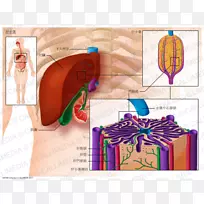 肝脏解剖的叶小叶-肝静脉-人
