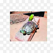 乌龟池塘海龟