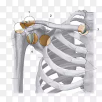 肩锁关节胸锁关节肩关节解剖