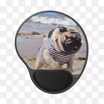 帕格犬繁殖玩具狗鼻子-帕格水彩