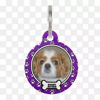 骑士王查理斯猎犬小狗品种-小狗