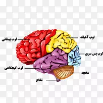 人脑神经系统人体解剖-脑