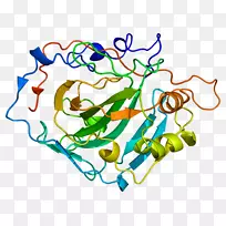 CA1碳酸氢酶脱氧核酶蛋白碳酸氢酶