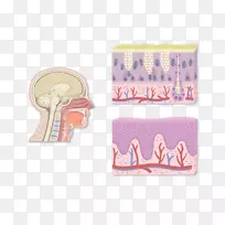 咽腺上皮扁桃体组织学杯状细胞类癌