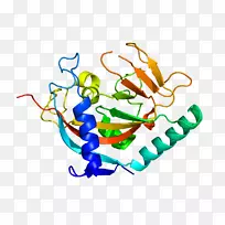 结构基因组学蛋白质结构生物学-蛋白质