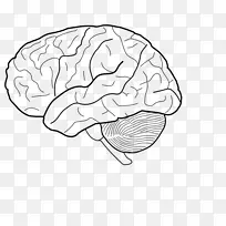 人脑着色本解剖着色手册生理学着色书-大脑