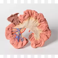 人体解剖三维打印大肠肘窝回肠