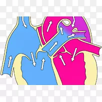 心脏动脉解剖循环系统疾病-心脏