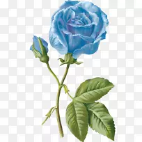 蓝玫瑰花园玫瑰画花