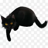 黑猫孟买猫家养短毛猫小猫