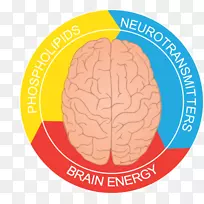 黄油馅饼节脑神经学有机体-脑功能