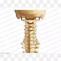 颈椎脊柱韧带解剖