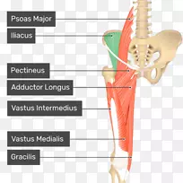 胸肌解剖髂腰肌内收肌长肌